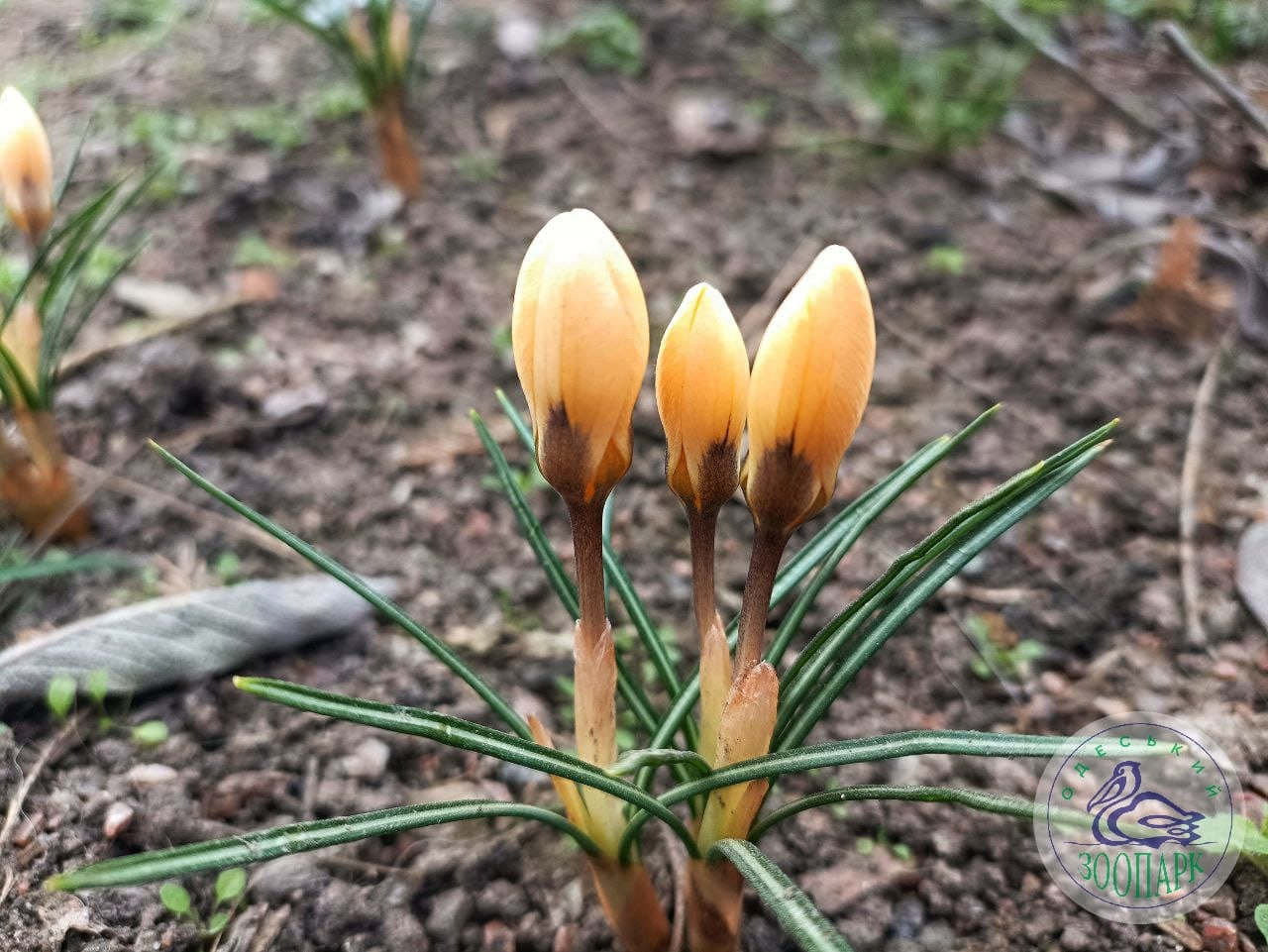 В Одеський зоопарк прийшла весна. Дивіться на перші квіти цього року (фото)