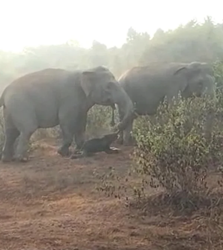 Как слоны устраивают похороны и тоскуют во время прощания: невероятные фото