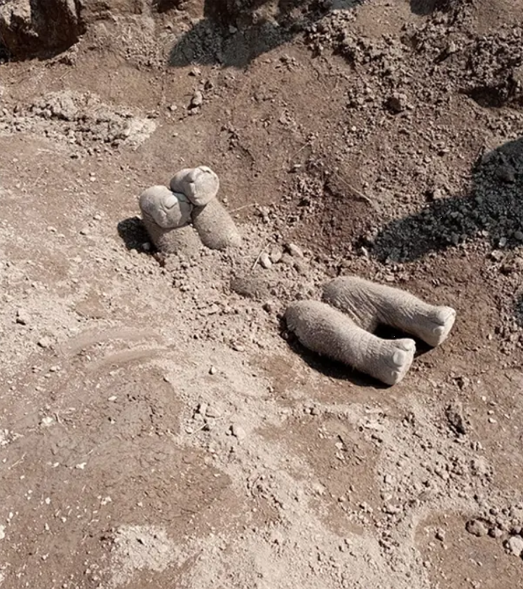 Как слоны устраивают похороны и тоскуют во время прощания: невероятные фото