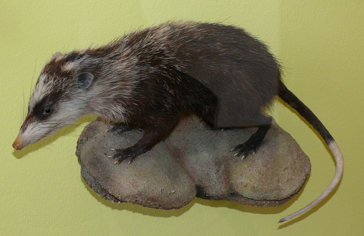 Тварина чи жарт? Хто такі гімнури і чому майже ніхто про них не знає