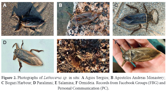 Гигантские водяные жуки могут атаковать туристов на популярном курорте: что известно и как уберечься