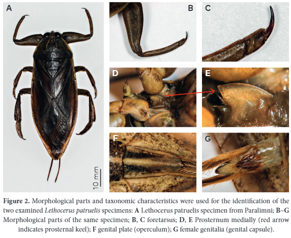 Гигантские водяные жуки могут атаковать туристов на популярном курорте: что известно и как уберечься