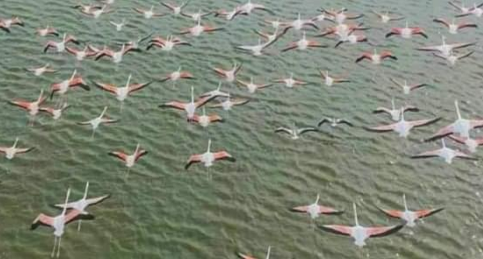 В Україну повернулась зграя рожевих фламінго: де вони можуть жити під час війни (фото)