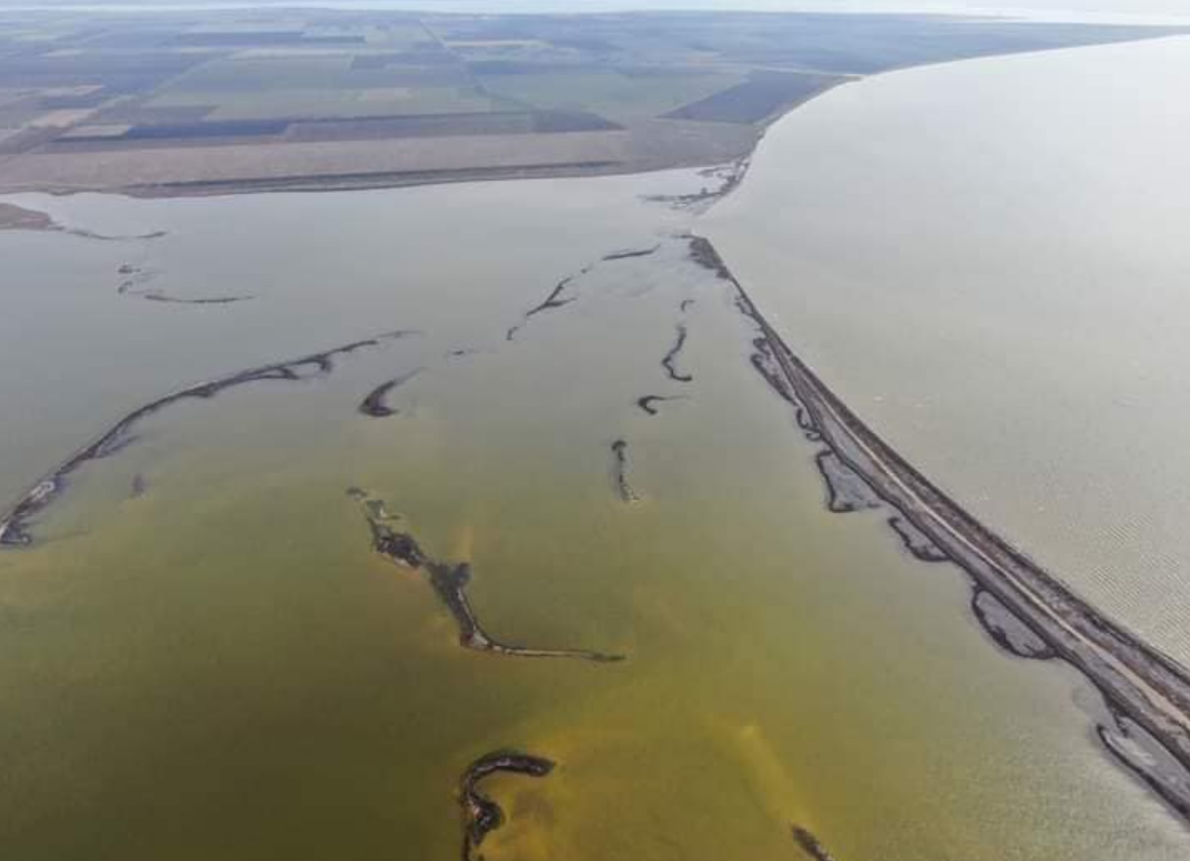 В Україну повернулась зграя рожевих фламінго: де вони можуть жити під час війни (фото)