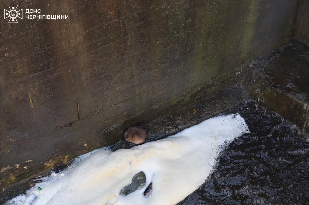 Кожне життя - важливе. Неймовірний порятунок ондатри потрапив на відео