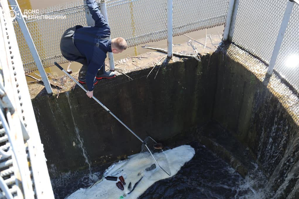 Кожне життя - важливе. Неймовірний порятунок ондатри потрапив на відео
