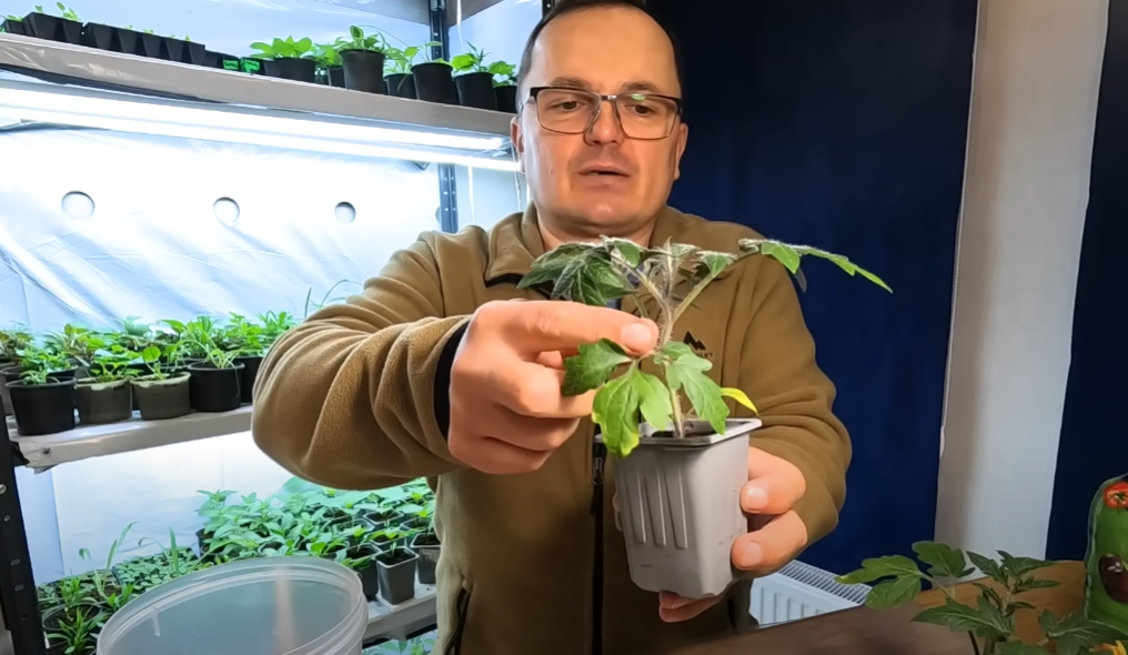 Желтеют листья на рассаде томатов - что делать, видео | Новости РБК Украина