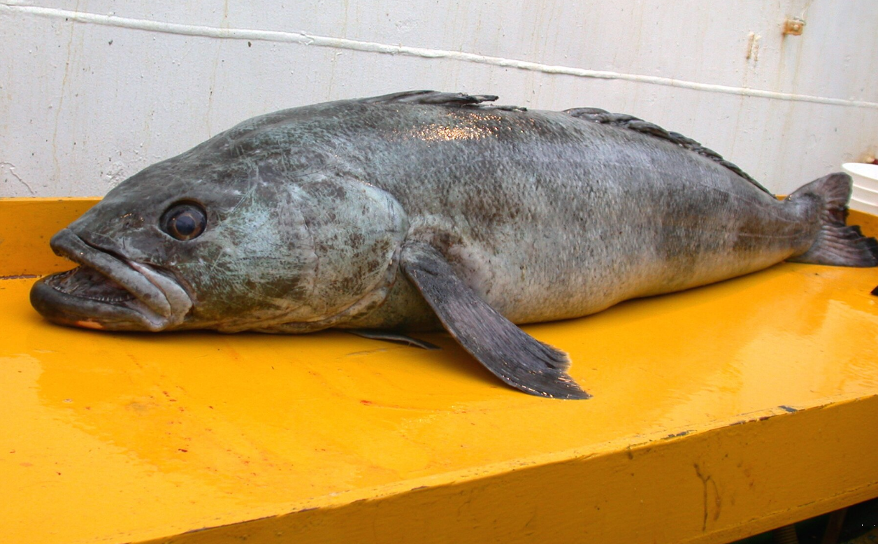 Украинских рыбаков приглашают работать в Антарктике: кто нужен и как подать заявку