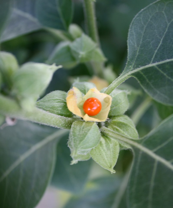 Что такое ашваганда? Вся правда про пользу и вред этой "панацеи"