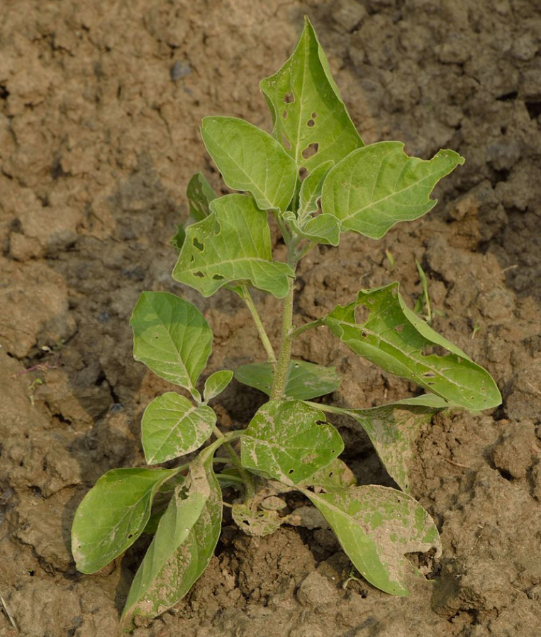 Что такое ашваганда? Вся правда про пользу и вред этой "панацеи"