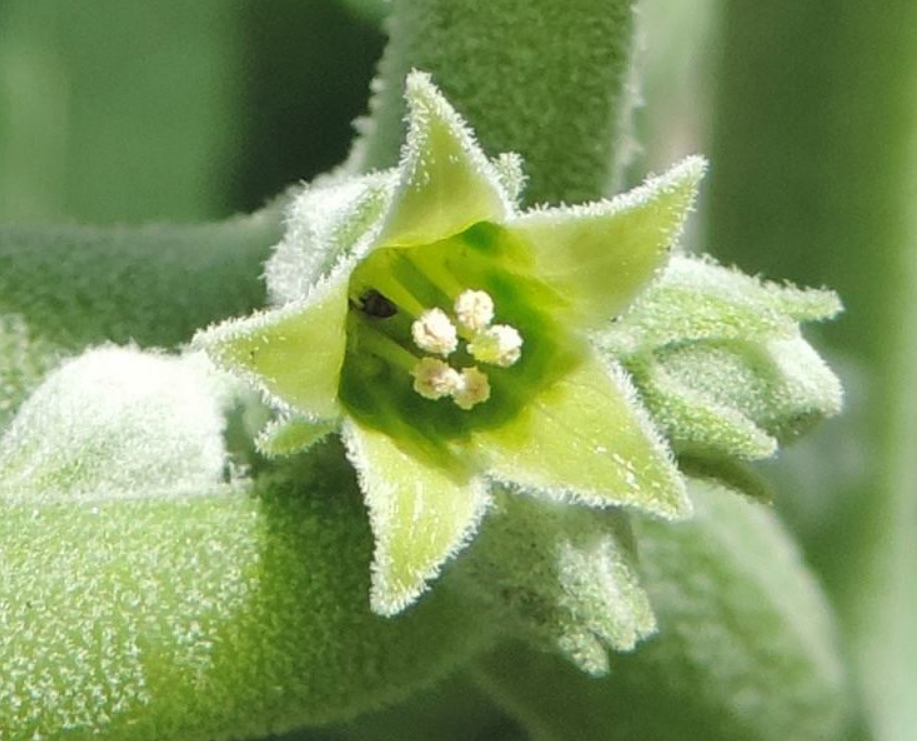 Что такое ашваганда? Вся правда про пользу и вред этой "панацеи"