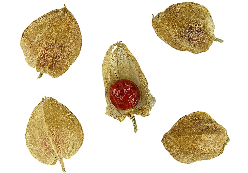 Что такое ашваганда? Вся правда про пользу и вред этой "панацеи"