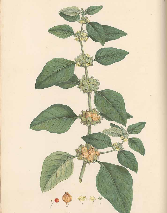 Что такое ашваганда? Вся правда про пользу и вред этой "панацеи"