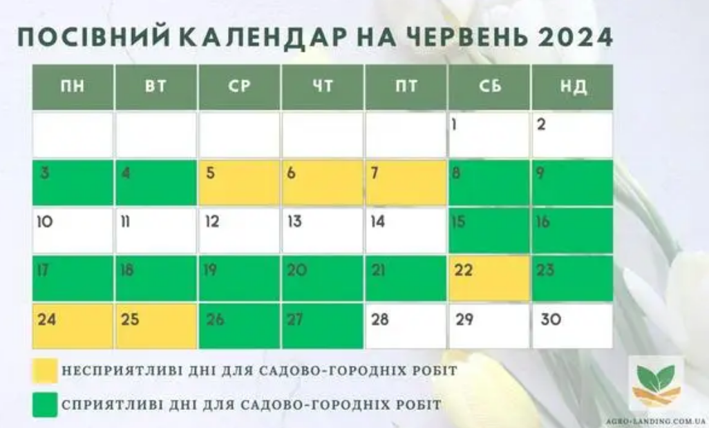 Місячний посівний календар на червень 2024: що та коли садити для гарного врожаю