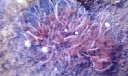 300 лет - норма. Топ-5 морских жителей, бьющих рекорды по продолжительности жизни