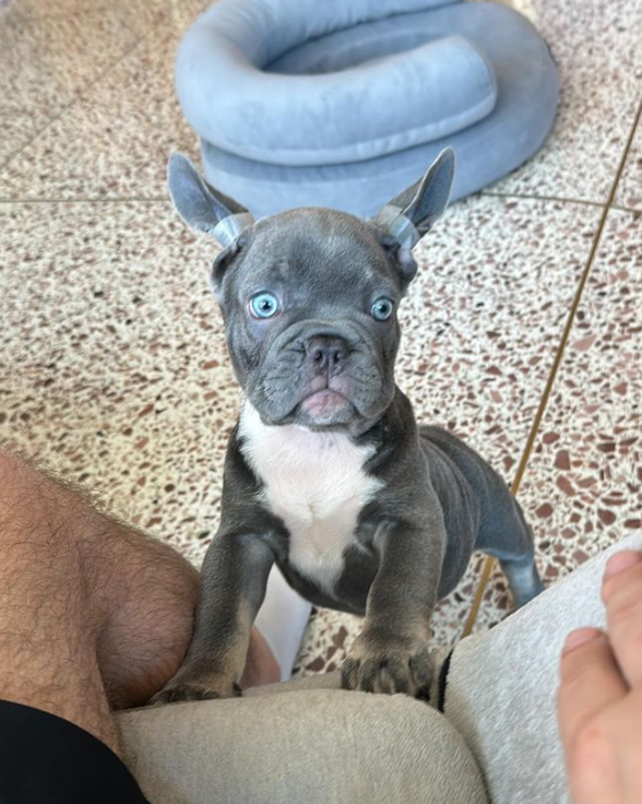 "Любовь с первого взгляда": Алан Бадоев заявил о "пополнении" в семье (фото)