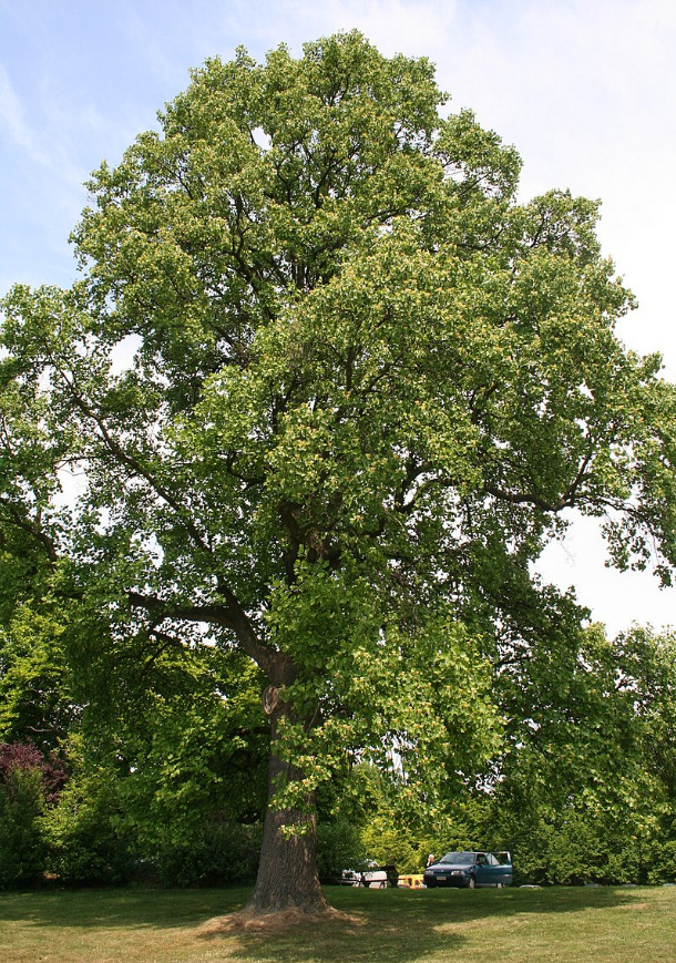 Вчені виявили цікавий "інструмент", який допоможе в боротьбі з кліматичними змінами