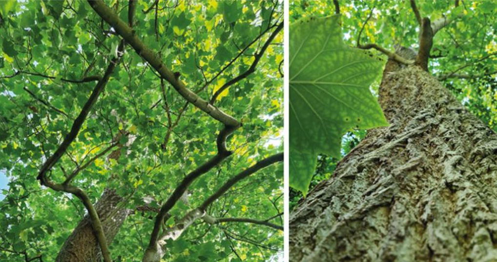 Вчені виявили цікавий "інструмент", який допоможе в боротьбі з кліматичними змінами