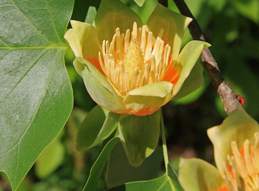 Вчені виявили цікавий "інструмент", який допоможе в боротьбі з кліматичними змінами