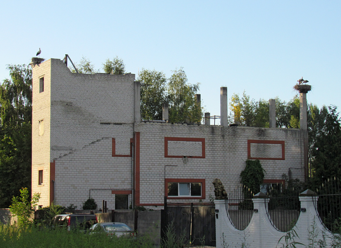 В этом селе под Киевом зафиксировано больше всего аистов: почему птицы выбрали Подгорцы