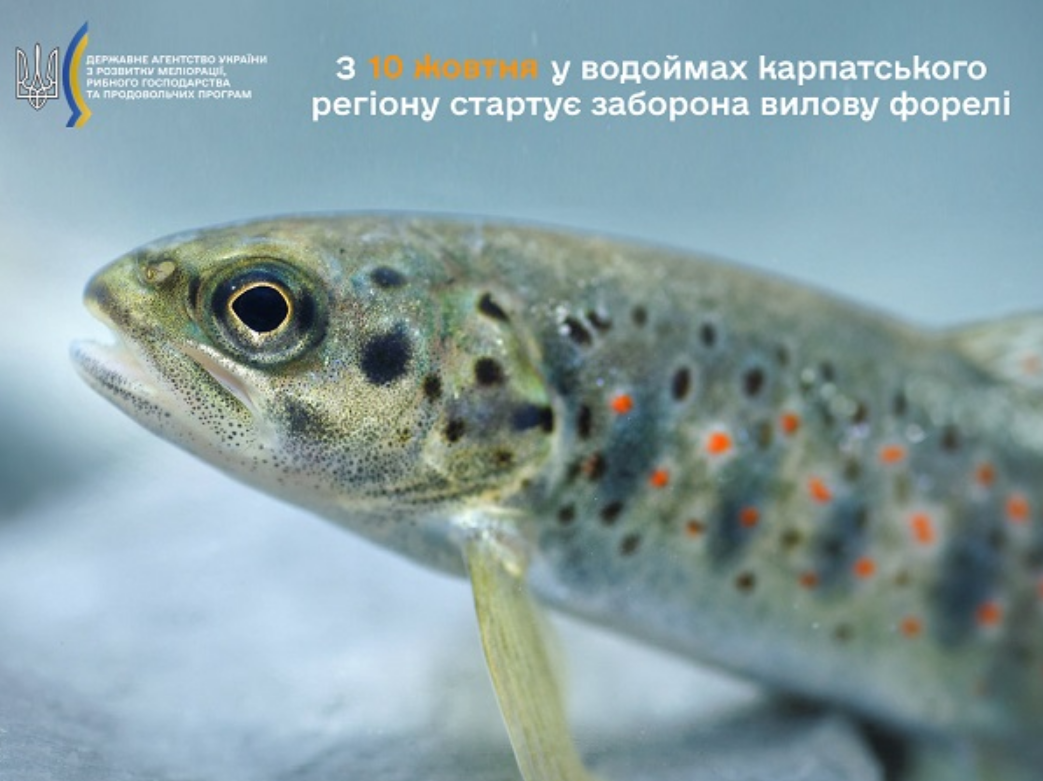 Українцям в деяких областях загрожують нові штрафи: про що йдеться