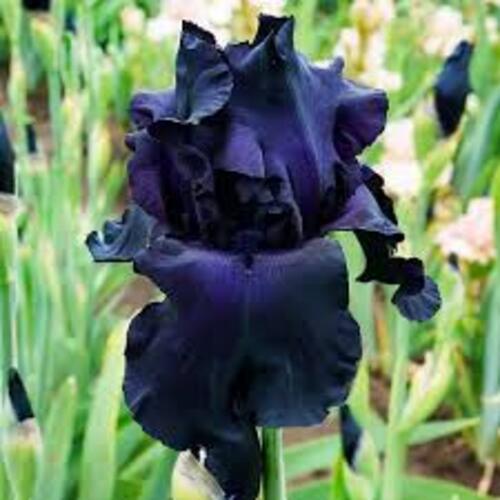 Украсят любой сад: 6 необычных цветов черного цвета (фото)