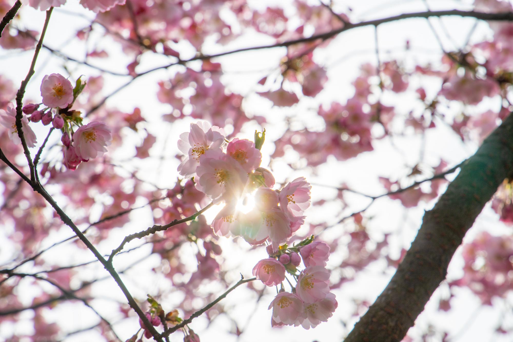 У Києві розцвіли магнолії і сакури: де побачити цю красу