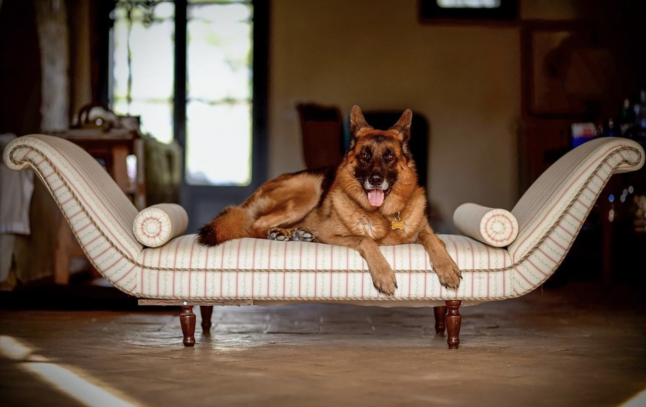 Их состояние шокирует: ТОП-3 самых богатых домашних любимцев в мире (фото)