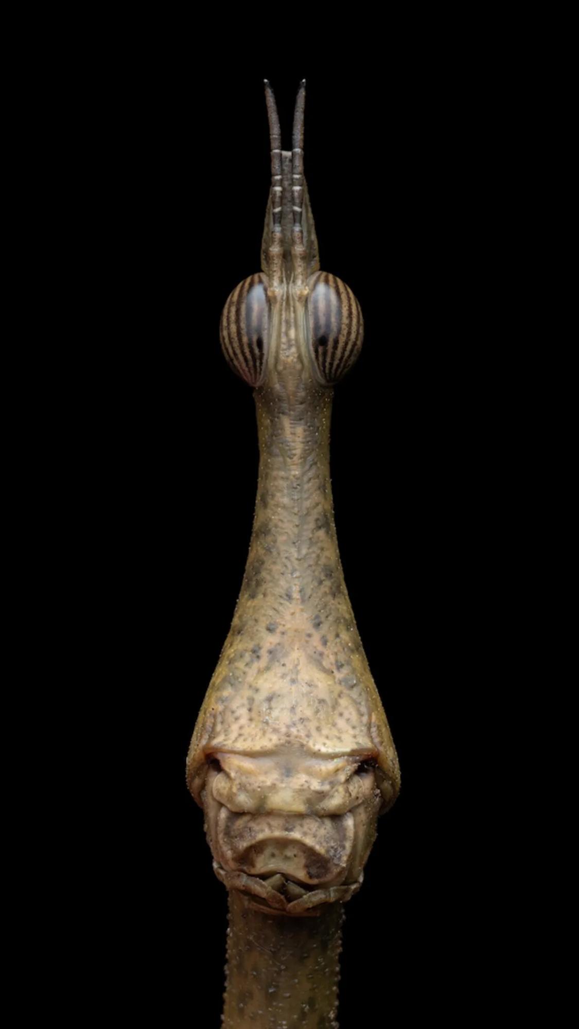 Найкращі фото дикої природи крупним планом 2023: названо переможців конкурсу