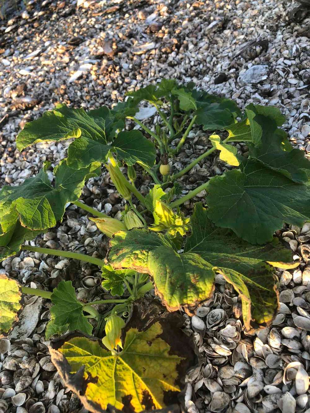 На дне Каховского водохранилища образовались огороды: там не только картошка (фото)