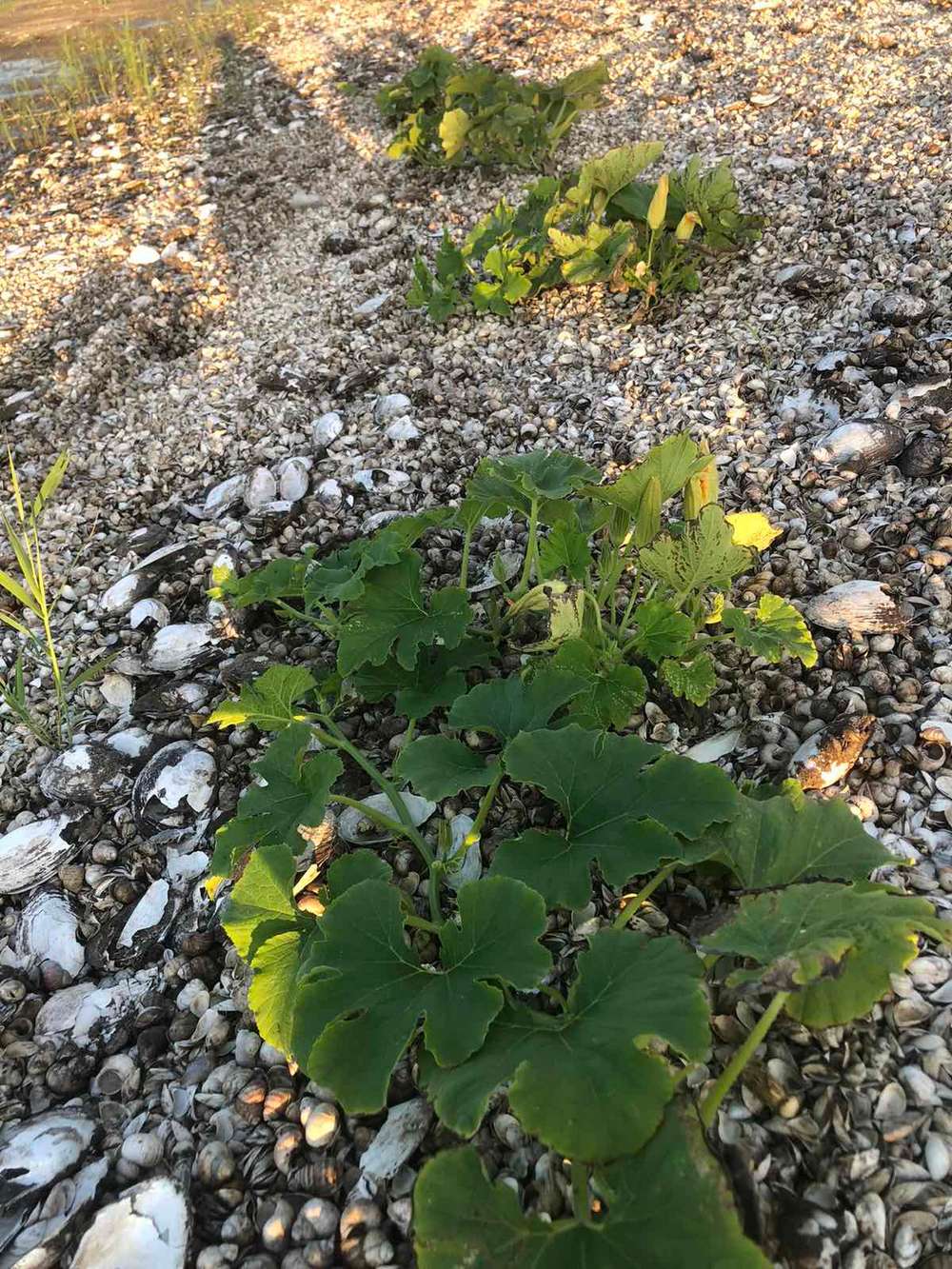 На дне Каховского водохранилища образовались огороды: там не только картошка (фото)