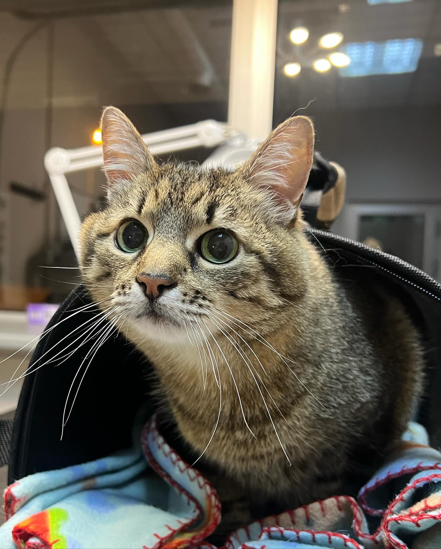 "Из-за стресса": кот Степан попал в больницу после массированного обстрела Харькова