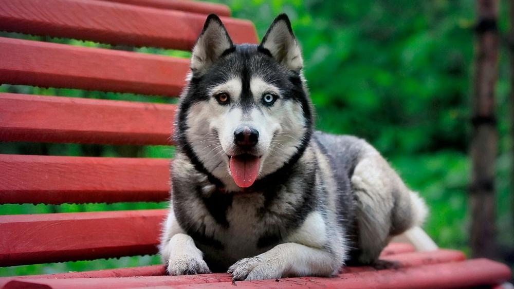 Породы собак, которые не стоит заводить парам с детьми: список с фото