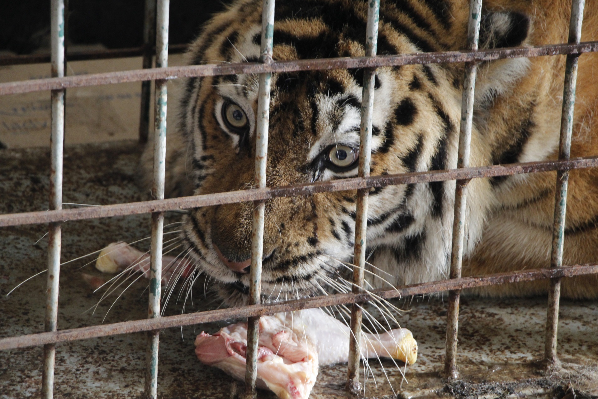 Дивом залишилися живими. Тваринам з екопарку Фельдмана знайшли прихисток у різних куточках України