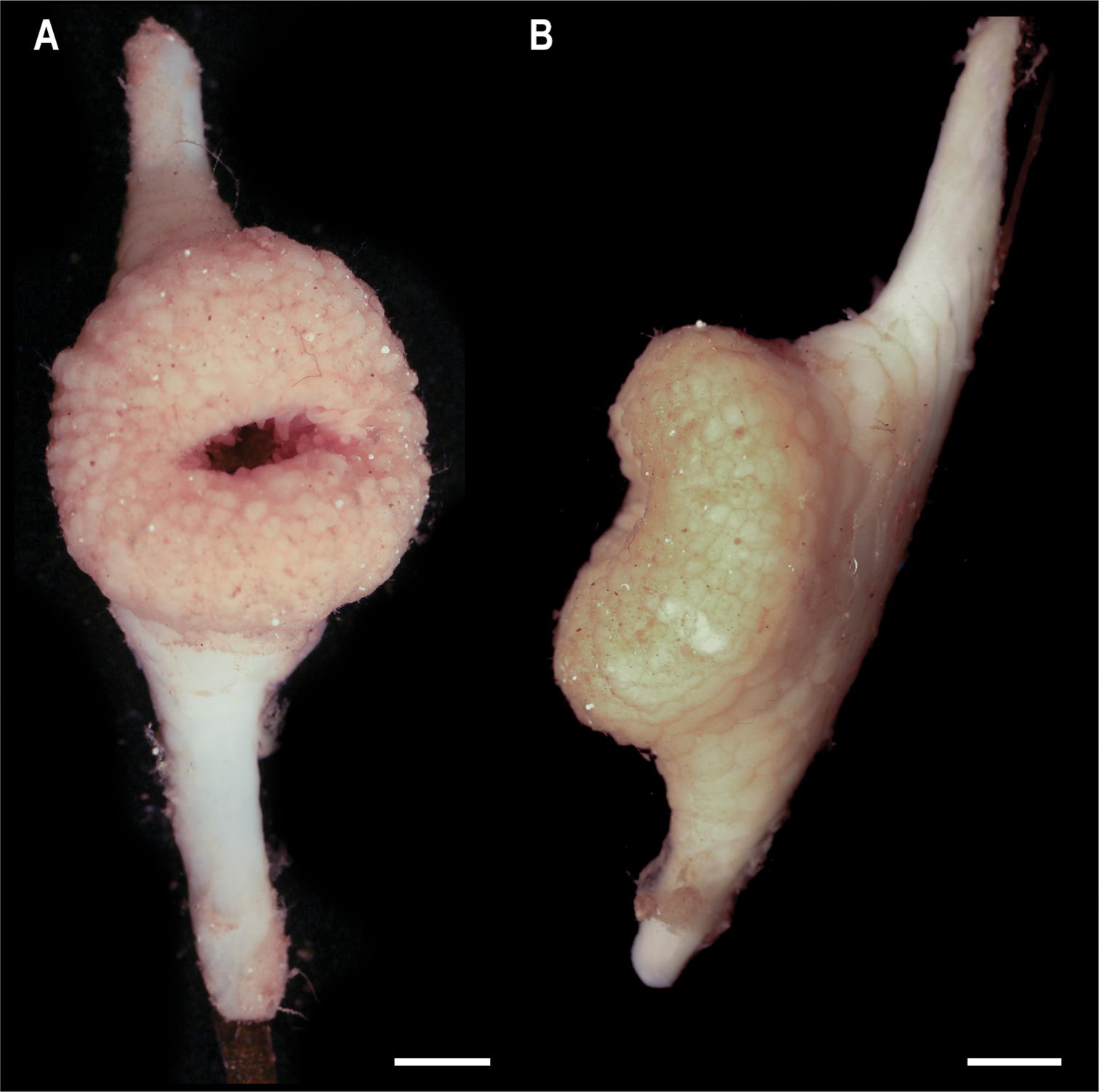 На дне Тихого океана нашли почти 40 новых видов животных: как они выглядят (фото)