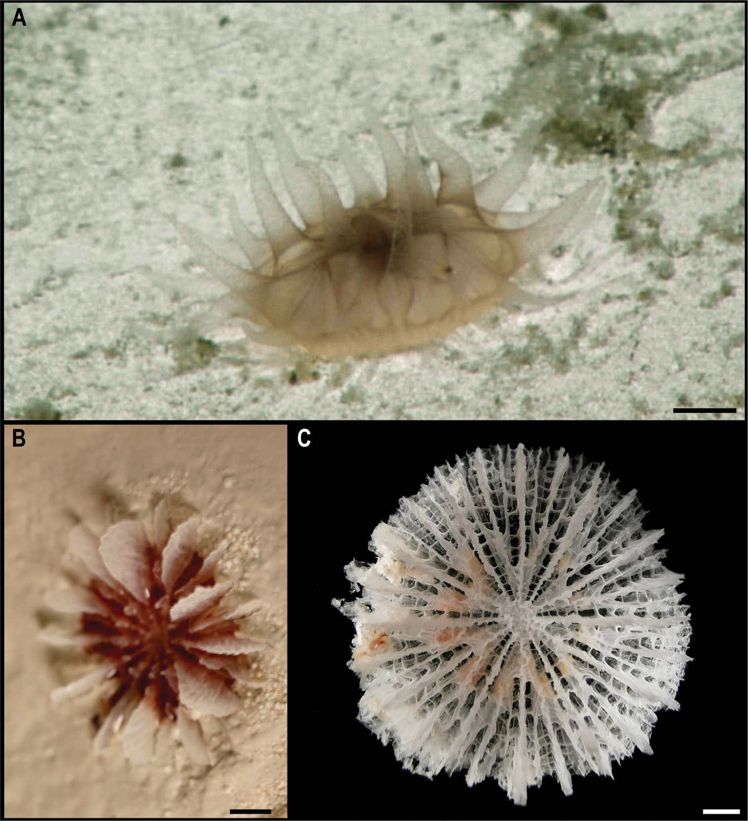 На дне Тихого океана нашли почти 40 новых видов животных: как они выглядят (фото)