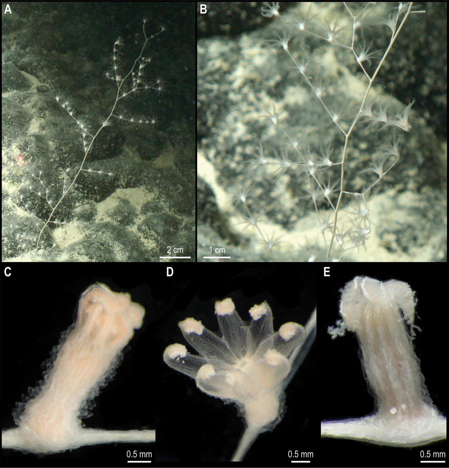 На дне Тихого океана нашли почти 40 новых видов животных: как они выглядят (фото)
