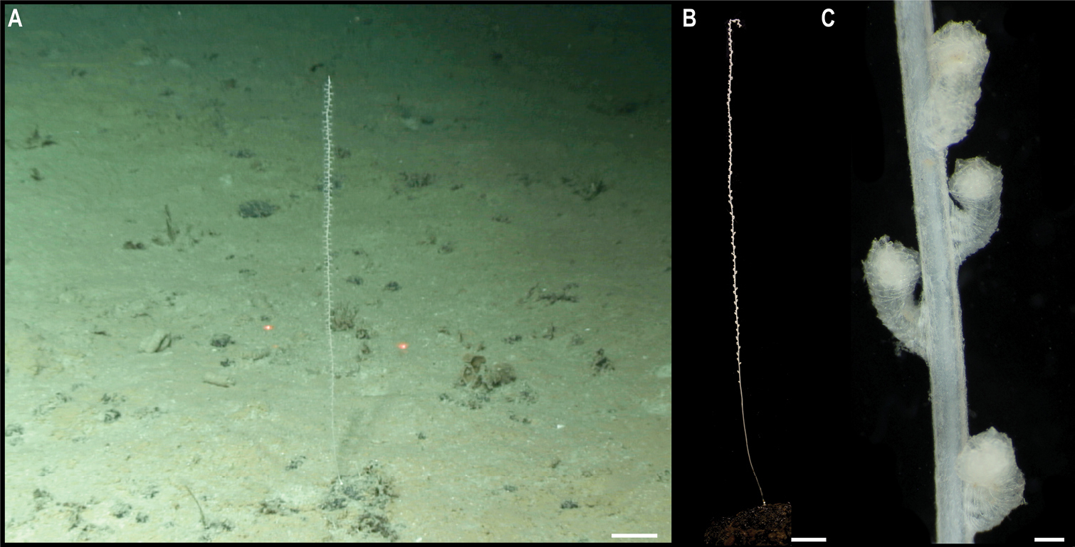 На дне Тихого океана нашли почти 40 новых видов животных: как они выглядят (фото)