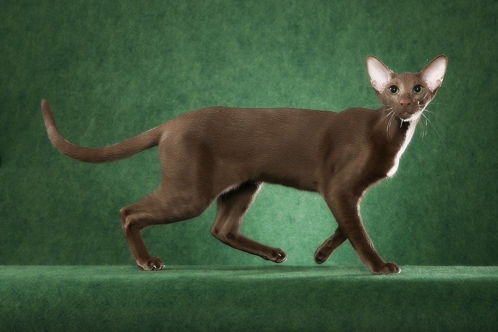 Топ 5 нелиняющих пород кошек: идеально подойдут для жизни в квартире (фото)