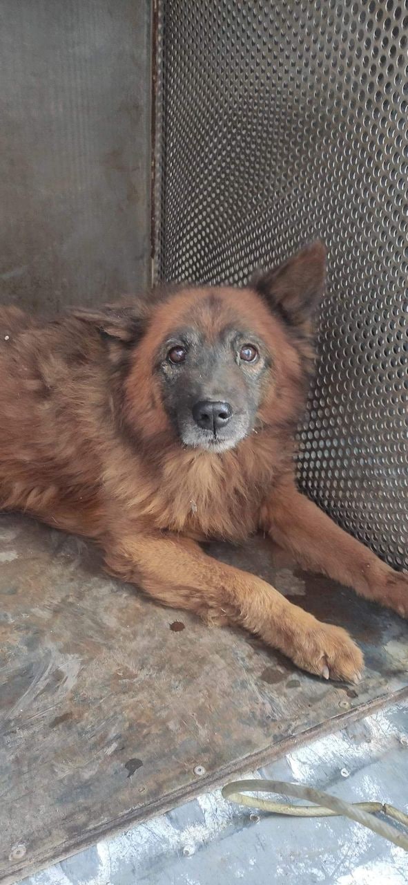 Его зовут Крым: на руинах разбомбленного дома в Днепре нашли собаку