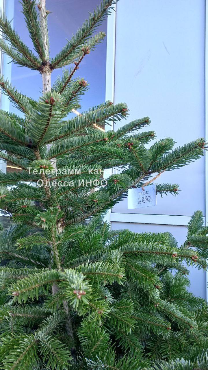 В Одессе начали продавать елки по космическим ценам (фото)