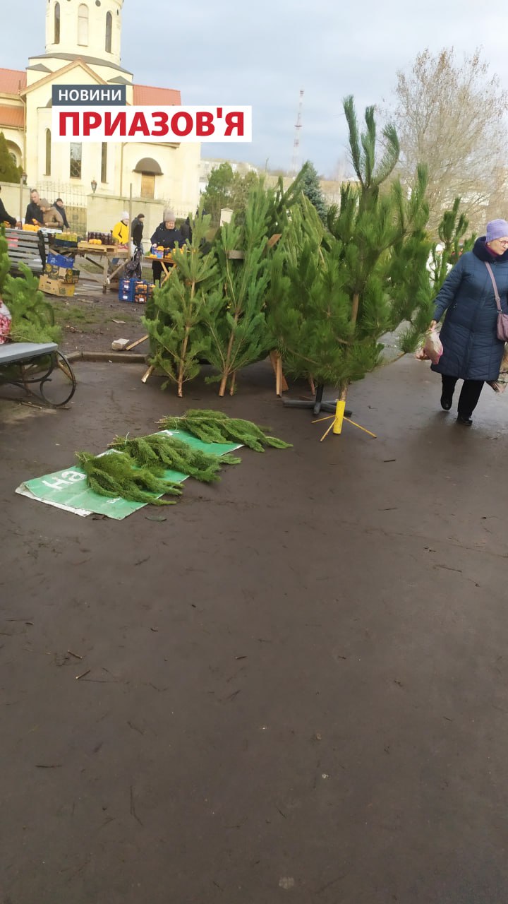 Сколько стоят елки в оккупированном Бердянске: цены с фото