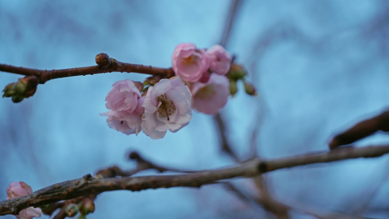 Пока в стране морозы. В Мукачево расцвела "бешеная" сакура (фото)