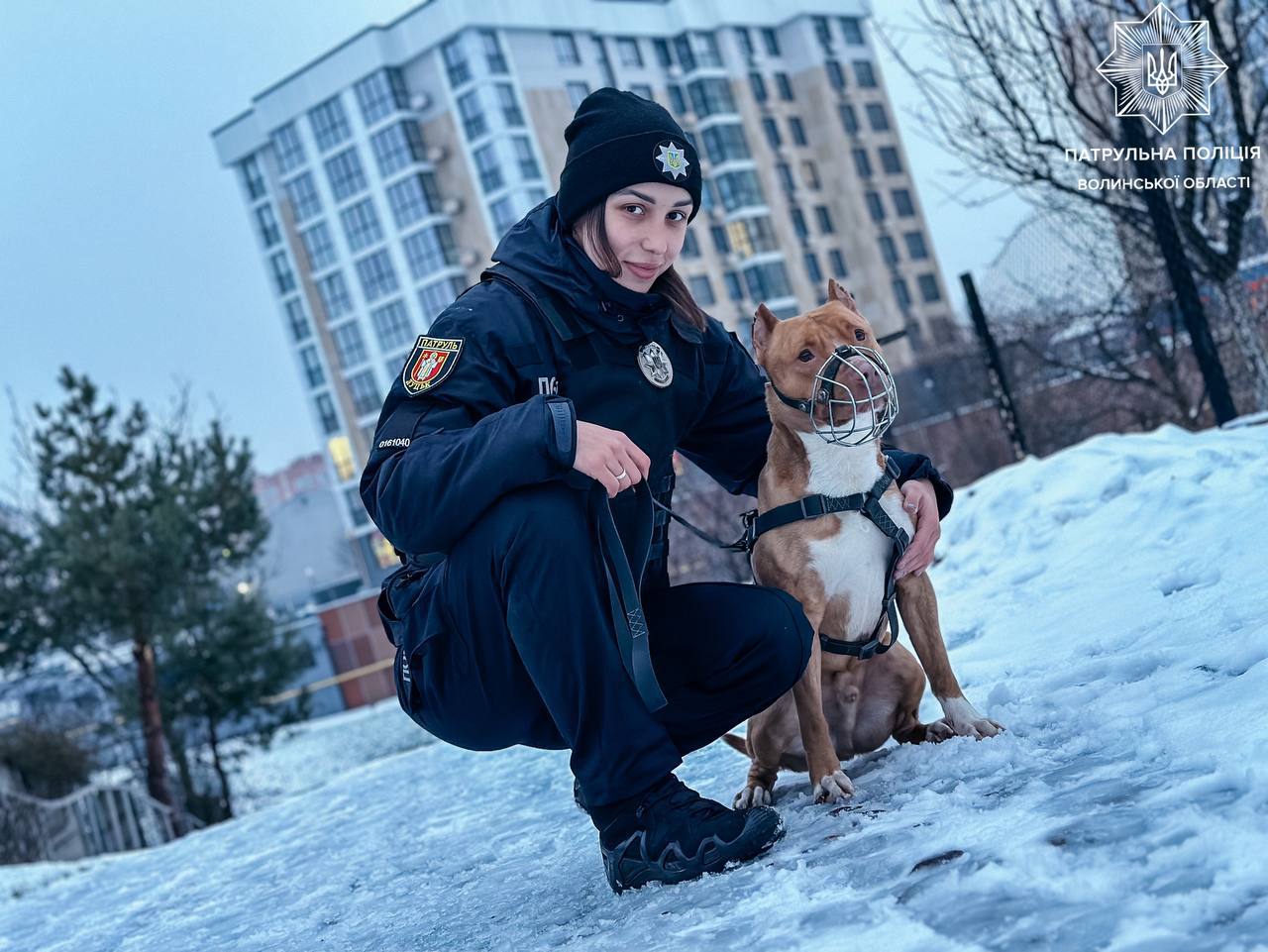 Вигул собак в Україні: з якого віку можна гуляти та який штраф за ігнорування правил