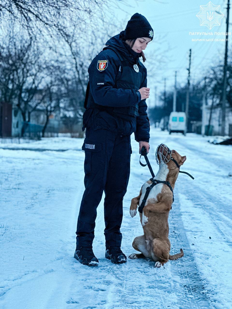 Вигул собак в Україні: з якого віку можна гуляти та який штраф за ігнорування правил