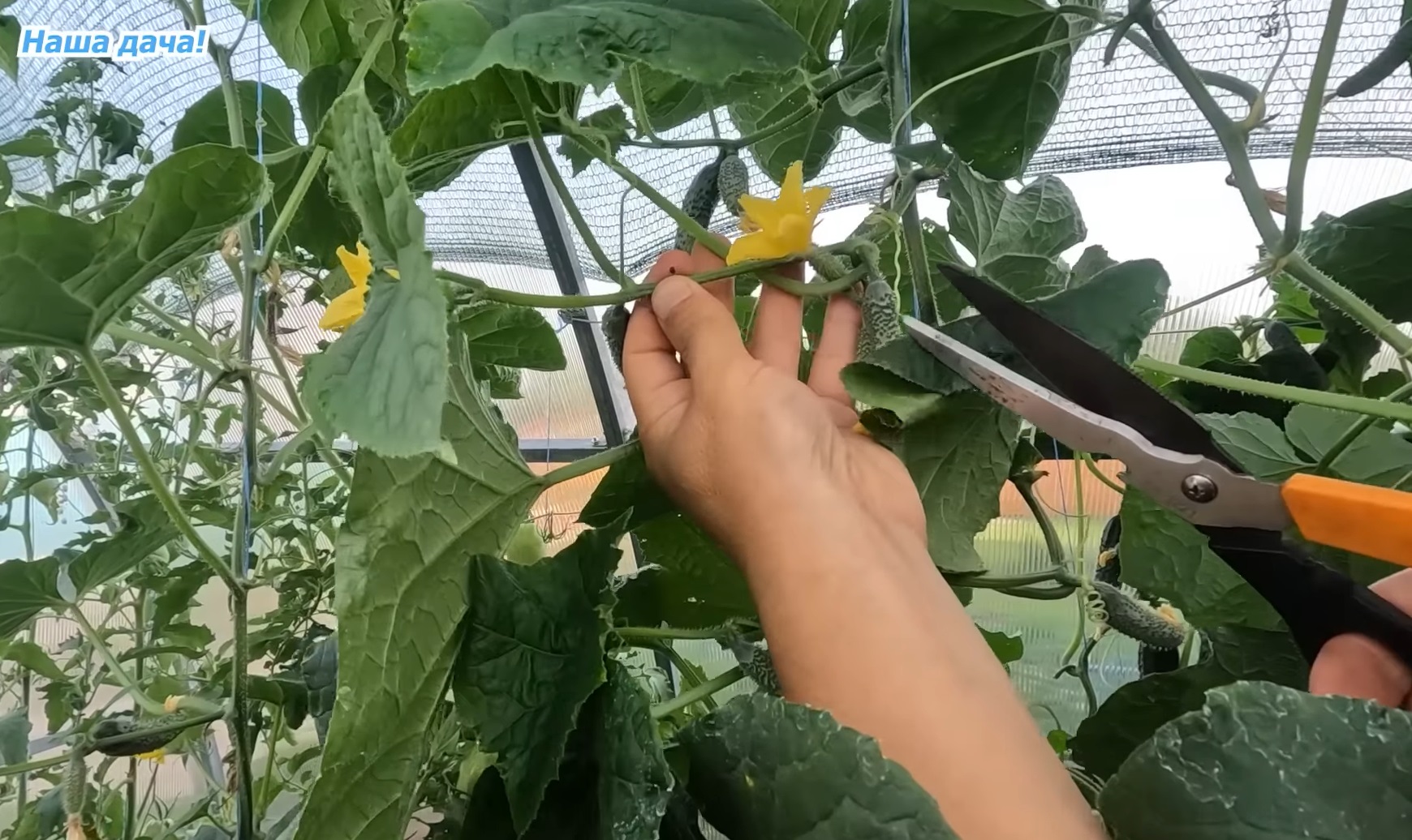 Огурцы будут плодоносить снова и снова! Как восстановить урожайность овоща