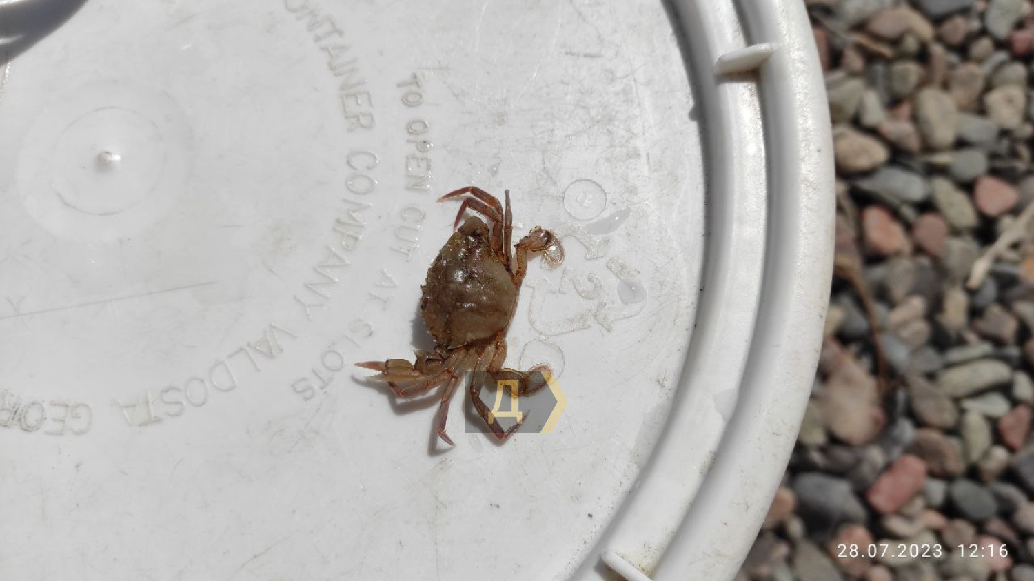 Після підриву Каховської ГЕС у Чорне море вперше за 20 років повернулися мармурові краби та морські коники