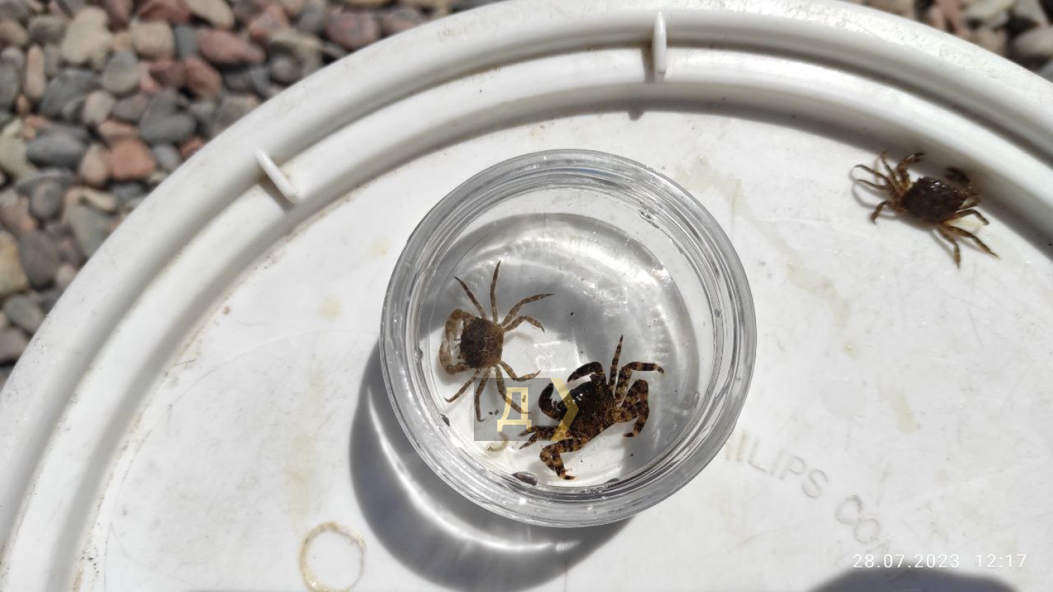 Після підриву Каховської ГЕС у Чорне море вперше за 20 років повернулися мармурові краби та морські коники