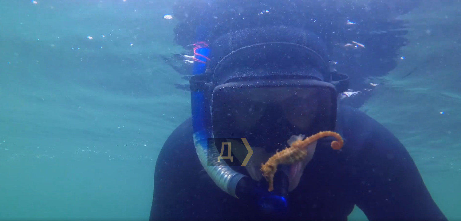 Після підриву Каховської ГЕС у Чорне море вперше за 20 років повернулися мармурові краби та морські коники