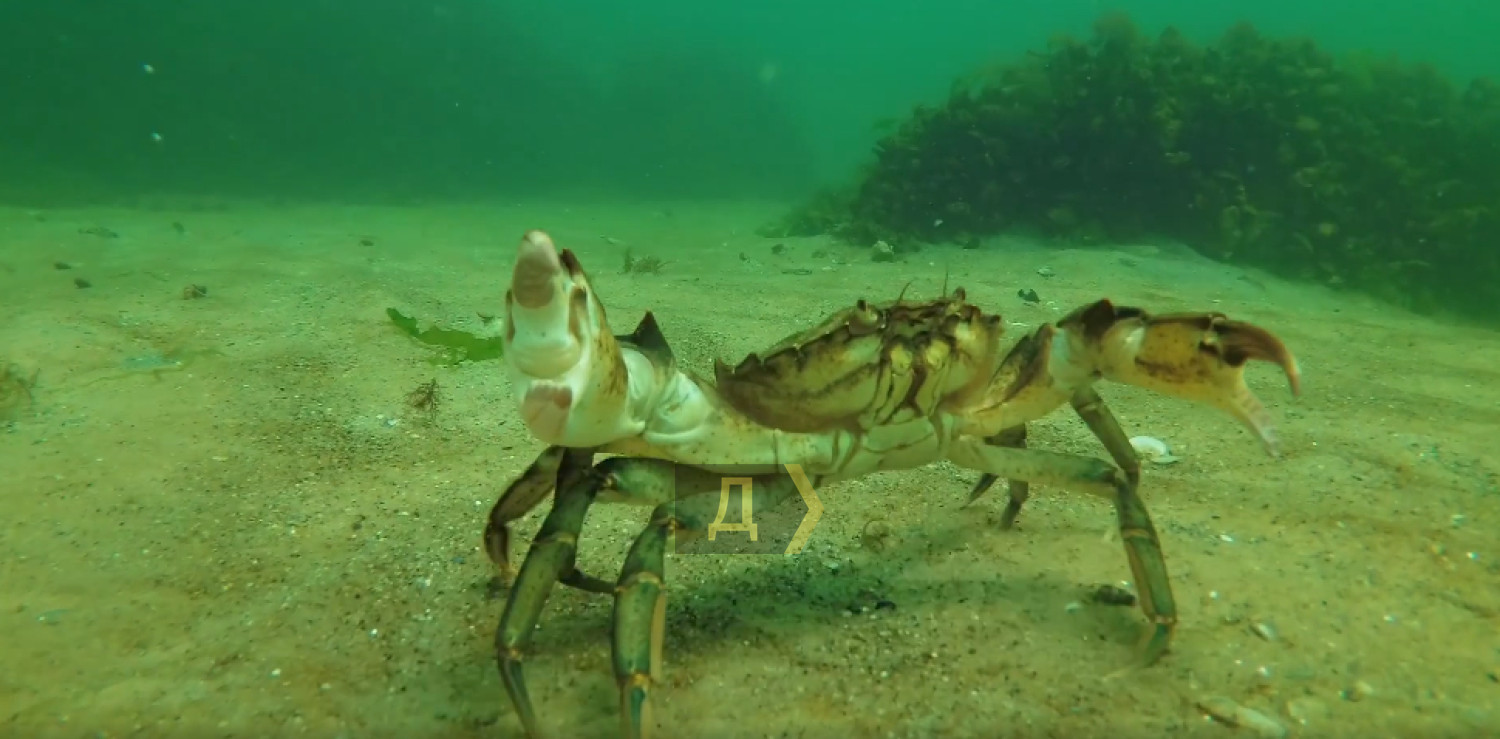 Після підриву Каховської ГЕС у Чорне море вперше за 20 років повернулися мармурові краби та морські коники